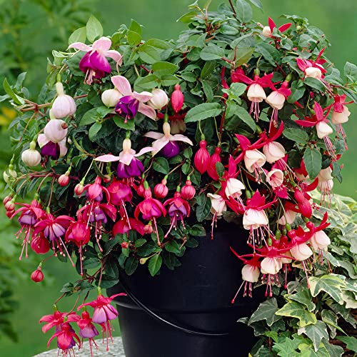 Collection de 3 plantes prêtes à l'emploi Fuchsia - Mélange de buissons d'extérieur robustes en pot