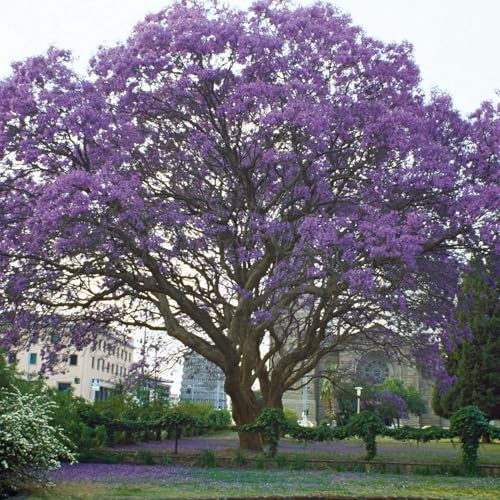 GARTEN SCHLÜTER® Klimawandelbaum - Blauglockenbaum - 3 Liter - Topf | Paulownia tomentosa - Schnellwachsender Zierbaum mit imposanten Blütenrispen in Violettblau - bindet viel CO² 20-50 cm