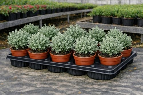 Pack 12 Plantas de Santolina en Maceta 11 cm – Santolina Chamaecyparissus – Planta Aromática Decorativa para Jardín