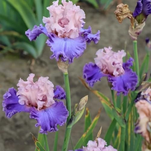 semi di iris, esotici Iris tettoria, Le da giardino sono resistenti le da giardino roccioso sono resistenti semi di varietà antiche 500pcs