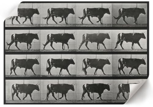 Póster para Pared 29,7x21 cm | Tamaño A4 | Toro en marcha