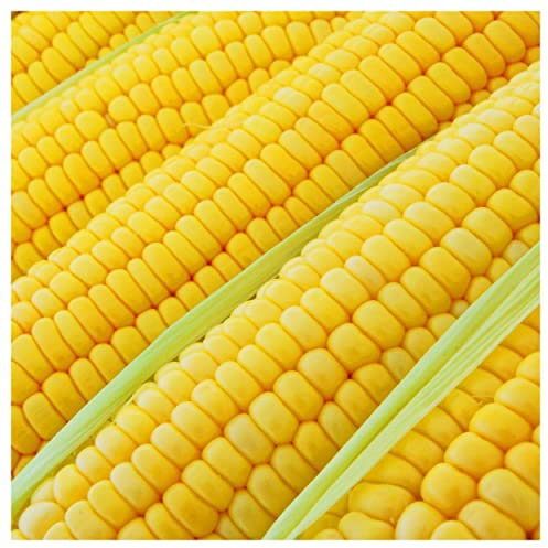 Everwilde Farms - 1/4 Lb Bodacious Hybrid Sweet Corn Seeds - Gold Vault Bulk