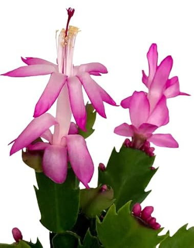Cactus de Navidad Schlumbergera la Planta Navideña de Colores Vivos y Fáciles de Cuidar