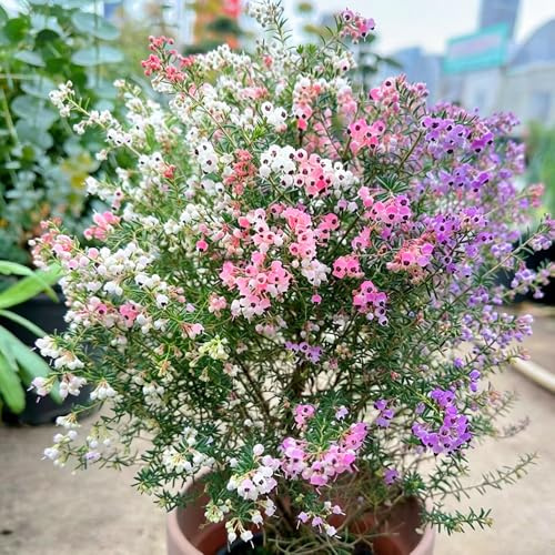 brezo semillas de silvestres de balcón verano jardín interior decoración 350pcs