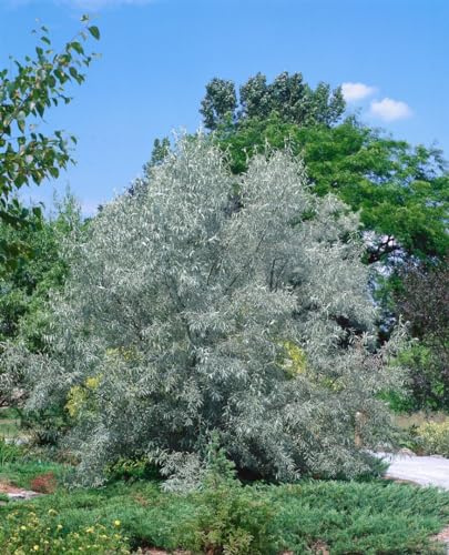Schmalblättrige Ölweide Elaeagnus angustifolia 80-100 cm winterhart | Silbrig glänzendes Laub, duftende Blüten, trockenheitsverträglich, schnittverträglich, ideal für Sichtschutz und Hecke