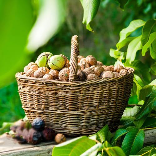 comprar semillas de nogal, semillas de plantas variedades antiguas plantas raras exterior bonsái comprar árboles jardín plantar un árbol árboles orgánicas jardinería en maceta 8pcs