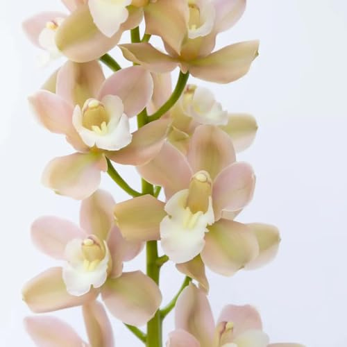semillas de orquídeas cymbidium - orquídeas - resistentes de cymbidium macizo de con orgánicas de perennes 55pcs