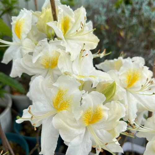Semillas de rododendro, balcón resistentes azalea resistentes, para lugares soleados azalea, jardín 100pcs