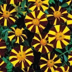Just Seed - Flower - French Marigold - Mr Majestic - 30 Seeds