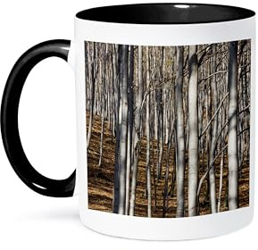 3dRose Common beech trees, Buekk National Park, Hungary - EU13 MZW0380 - Martin Zwick 11oz Two-Tone Black Mug