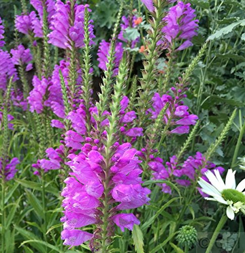 Physostegia virginiana 'Vivid' Topfware – Winterhart, Mehrjährig, Pflegeleicht – Gelenkblume – Staude für Beet & Rabatte