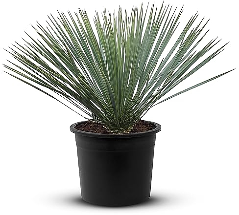 Tropictrees Schnabel-Yucca Rostrata mit Stamhöhe von 0-5 cm | Auffällige und dürreresistente Yucca Palme mit schwertförmigen Blättern | Himmlische Zimmerpflanze für Ihre Landschaft