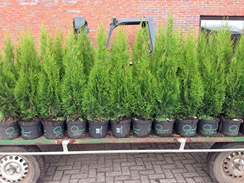 Edel Thuja Smaragd, Lebensbaum Heckenpflanze im Topf gewachsen 80-100cm