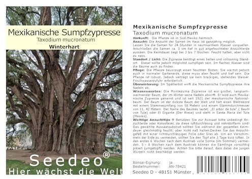 Seedeo Mexikanische Sumpfzypresse (Taxodium mucronatum) 60 Samen