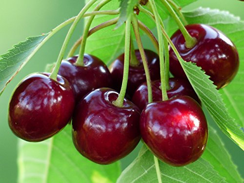 Grow Your Secret Garden Sweet Cherry, Mazzard Cherry Seeds