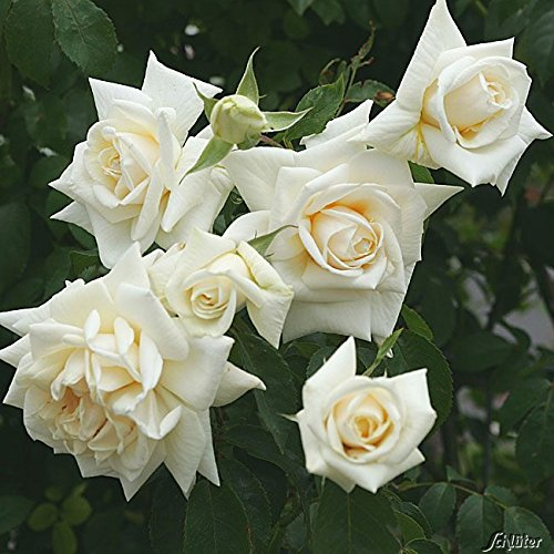 Kletterrosen in vielen Sorten und Farben (Im 5 Liter Container, Ilse Krohn)