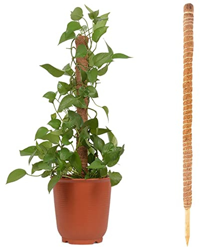 Bavokon 60 Cm Tuteurs en Coco Monstera,Bâton Culture en Coco Extensible Coco Naturelle Support Tuteur Tuteur Plante Grimpante Intérieur pour Plante Monstera Maison Jardin