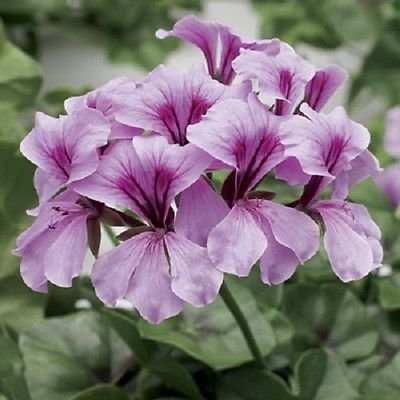15 Semi pellicola rivestita ciclone Lilla geranio Semi Trailing Geranium