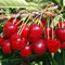 Ciliegio Ferrovia. Garden Talamonti.