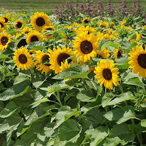 Sunflower Helianthus annuus Seeds 'Little Dorrit' F1 Hybrid Hardy Annual Yellow Blooms Easy to Grow Your Own Garden Flowers 1x Packet (Approx. 20 Seeds) by Thompson and Morgan