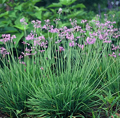 20 Society Garlic Seeds - Tulbaghia Violacea - Both Ornamental and Kitchen Herb: Only Seeds