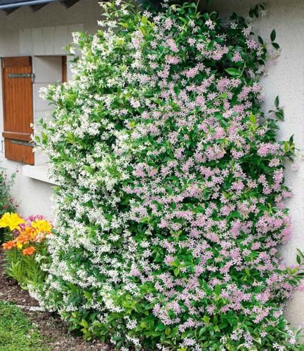 BALDUR Garten 4er Set Duft-Jasmin Pink & Weiß, Pflanzen im 9x9 cm-Topf | Trachelospermum jasminoides, Pink Showers, Sternjasmin, duftend, winterhart & pflegeleicht, blühende Kletterpflanze