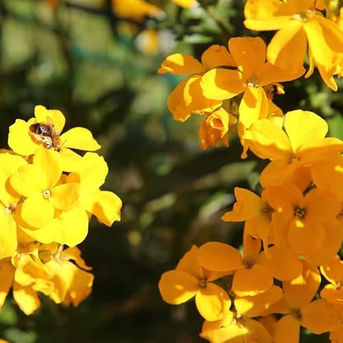 WallFlower Golden Bedder, Erysimum Cheiri, Plug Plants, Yellow, Bee and Wildlife Friendly, Cottage Garden, Cut Flowers (3)