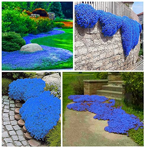 20000+ Timo Strisciante blu per piantare all'aperto, giardino, Per la copertura del prato