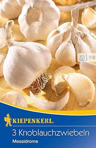 Knoblauchzwiebeln Messidrome weiß
