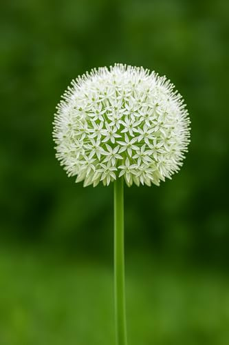 Exotenherz Blumenzwiebeln - Zierlauch Allium Allium White Giant (5 Stück)