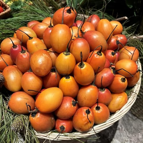 tamarillo, tomate de árbol, resistentes jardín tomatera verdes orgánicas exóticas trepadoras exóticas de hortalizas jardín balcón invernadero 300semillas