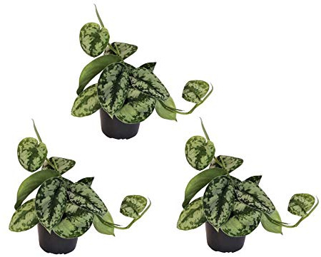 Efeutute, Scindapsus, (Epipremnum aureum) Sorte: Trebie, geflecktes grün-silbriges Blattwerk, rankend, Ampelpflanze, luftreinigend (3)
