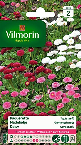 Vilmorin Pâquerette, Multicolore