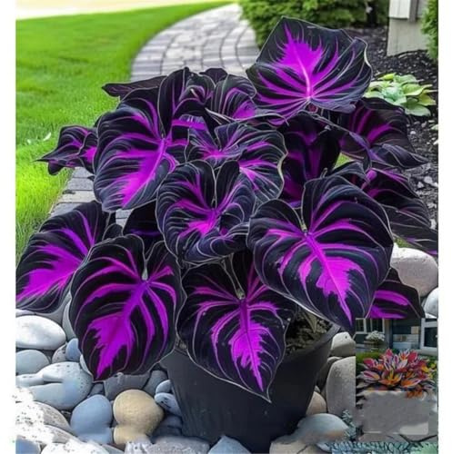 Sehr Exklusiv, Mehrfarbig Ertragreicherg. Winterhart AußEnbereich, Einfach Anzubauen, Balkon, Garten hosta, Verschiedenen Farben, 4Hosta -F