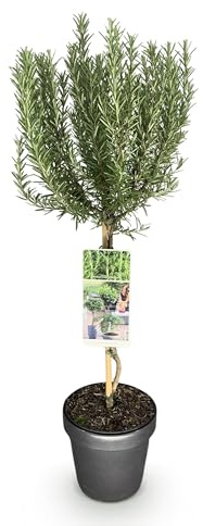 Rosmarinus officinalis - Terrassväxt - Vintergrön - Lila blomma - 80-90cm - Ø19cm - Trädgårdsväxt