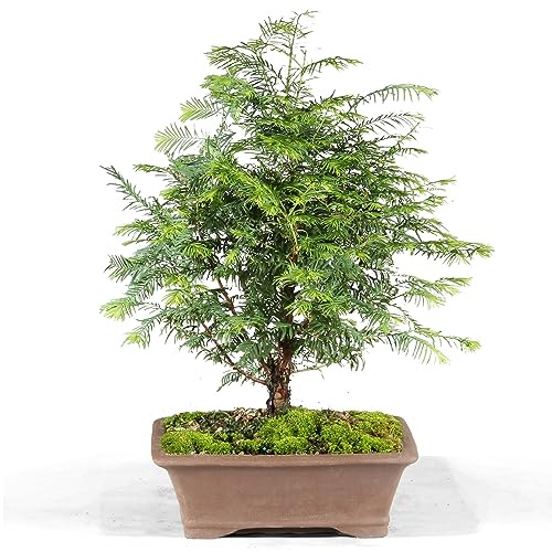Brussel's Bonsai - Live Dawn Redwood Bonsai Tree in Ceramic Bonsai Pot, Outdoor Bonsai Tree Live Plant, 3 Years Old, 14-20 Inches Tall, Easy Care Bonsai for Patio Garden (Medium)
