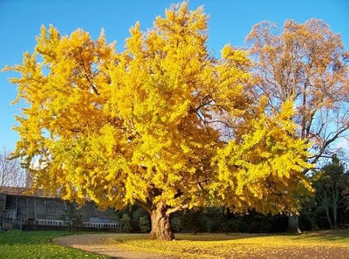 Vivaio Garden Forest Ginkgo biloba Albero ornamentale Vaso 18cm H 70cm | Foglie a ventaglio, Longevo e resistente, Altezza fino a 30 m, Foto reali