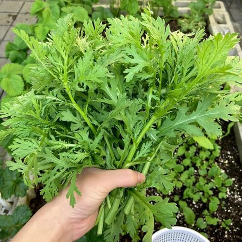 Semi di crisantemo Coronarium, crisantemo commestibili, invernali da giardino, orto balcone perenni 900pcs