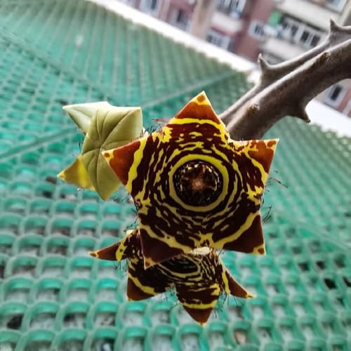 semi di stapelia - stapelia verdi giardino, per il giardino decorazione autunnale autunnali, resistenti, decorazione 30semi