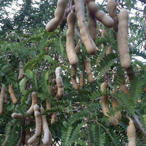 Semi di tamarindo - esotiche da semi di rari regali per gli amanti del giardino giardino da nani resistenti fresca balcone roccioso 100pcs