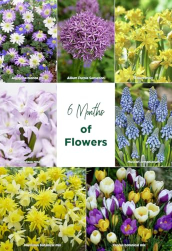 Bloomique - Mélange de 100 Fleurs - 6 Mois - Mélange de Couleurs - Mélange de 7 Variétés - Bulbes à Fleurs - Floraison Printemps - Plantes Vivaces - Pousse de 5 à 90 cm