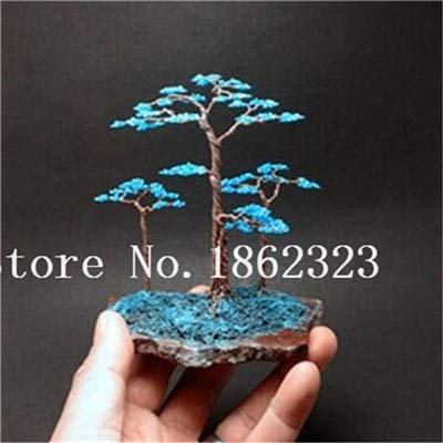 Bloom Green Co. Bonsai 50 Pz Giapponese Ginepro Bonsai Starter Albero Juniperus Procumbens Nana Pianta in Vaso per la casa & amp; Garden Facile da Coltivare: 2