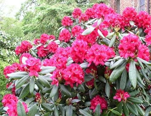 Rhododendron Nova Zembla INKARHO® 30-40 cm im 5 Liter Pflanzcontainer | Winterhart, immergrün & kalktolerant – pflegeleichte, robuste Sorte