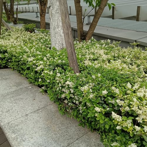 semillas de aligustre de hoja perenne - jardín de rocas resistentes 400pcs