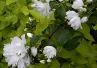 Philadelphus virginalis Schneesturm - Falscher Jasmin - Bauernjasmin - Gartenjasmin - Pfeifenstrauch - duftend