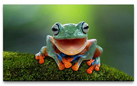 Paul Sinus Art Bilder XXL Frosch auf Moos 120x70cm Wandbild auf Leinwand