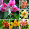 Lilienzwiebeln, Zarte Blumenzwiebeln,Winterharte Stauden,Lilien Winterhart MehrjäHrig，Duftende Blumen,Lilium，Lilium Martagon，Lilien Winterhart-10zwiebeln-A