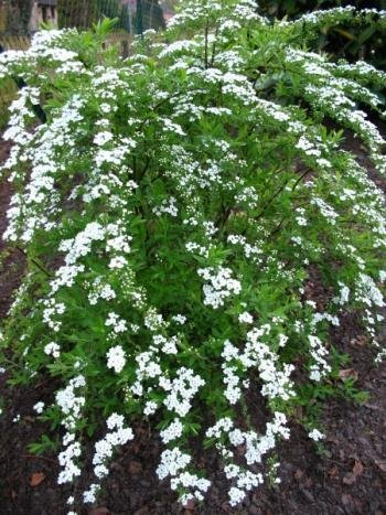 Brautspiere Spiraea arguta 60 cm hoch im 3 Liter Pflanzcontainer