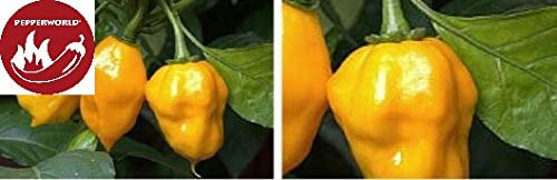 Stk - 5x Yellow Bumpy- Samen Saatgut Küche Garten Chili samen PW72 - Seeds & Plants Shop by Ipsa