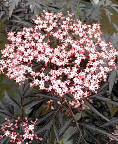 Schwarz roter Holunder Sambucus nigra 'Black Lace' 30-40 cm winterhart Freilandaufzucht